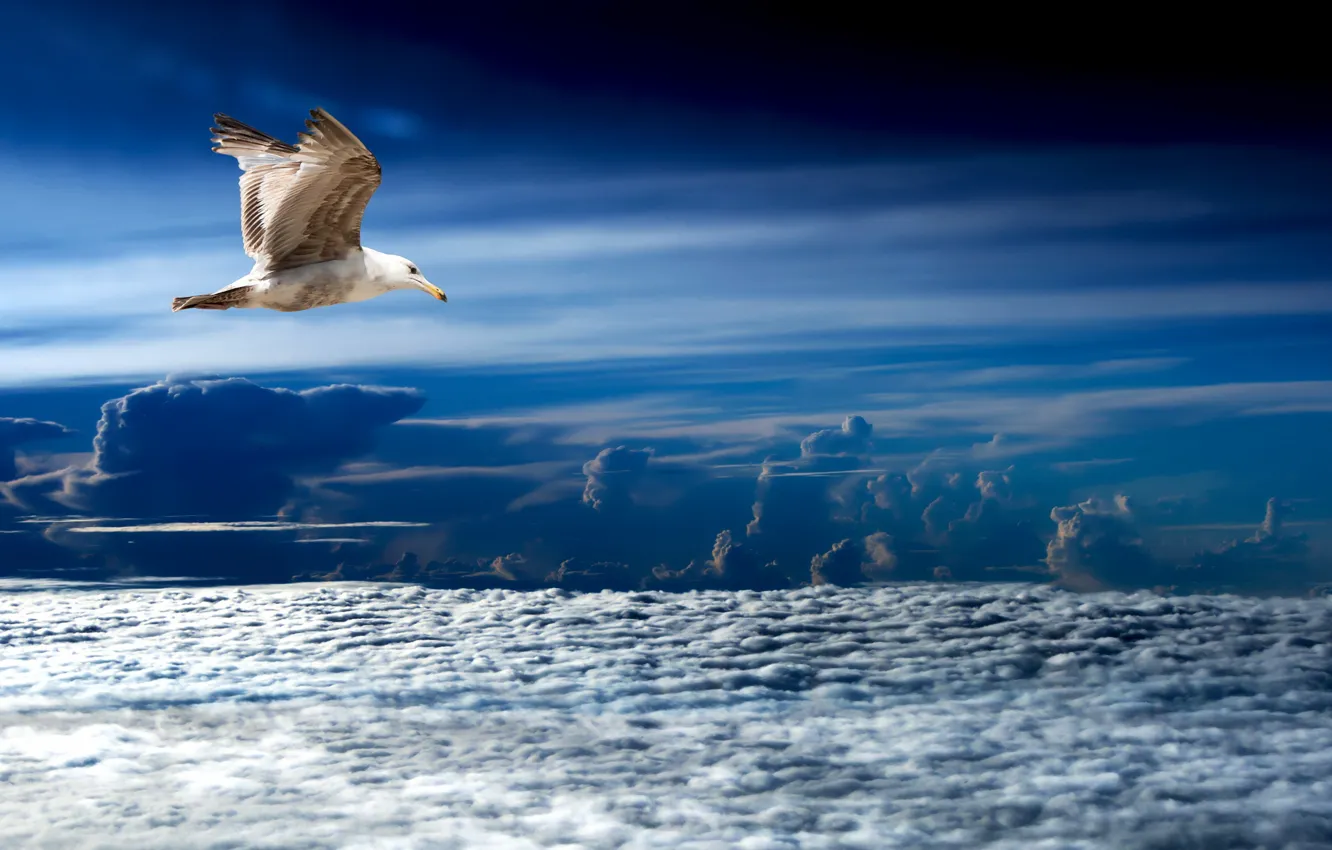 Photo wallpaper sea, the sky, nature, bird