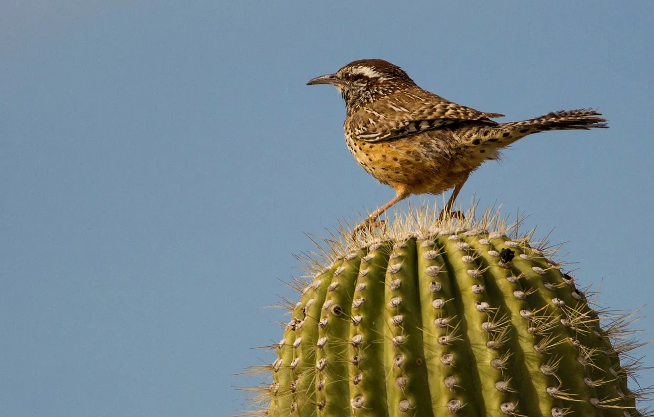 Photo wallpaper bird, cactus, tail, ordinary cactus Wren