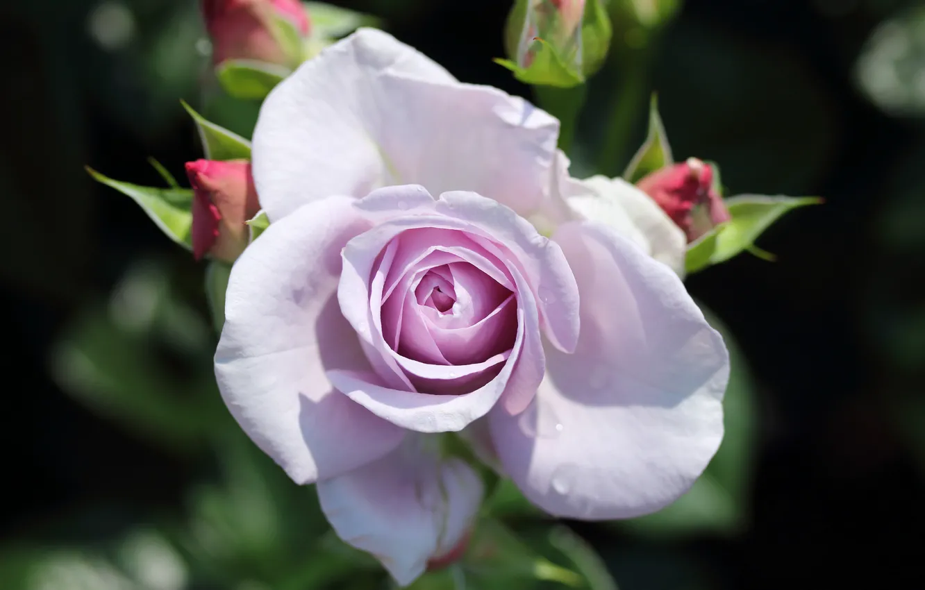 Photo wallpaper roses, purple, buds