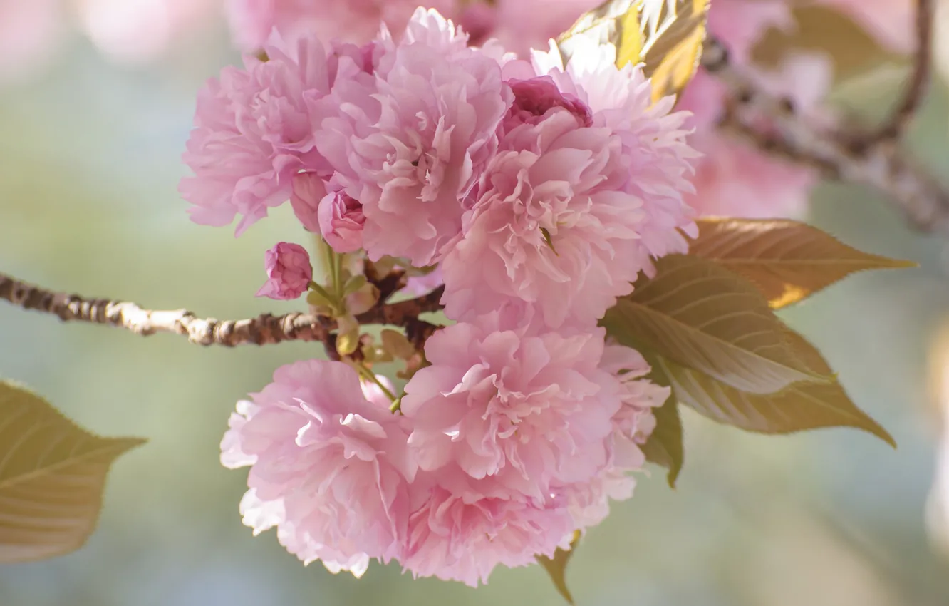 Photo wallpaper flowers, branch, spring, garden, Sakura