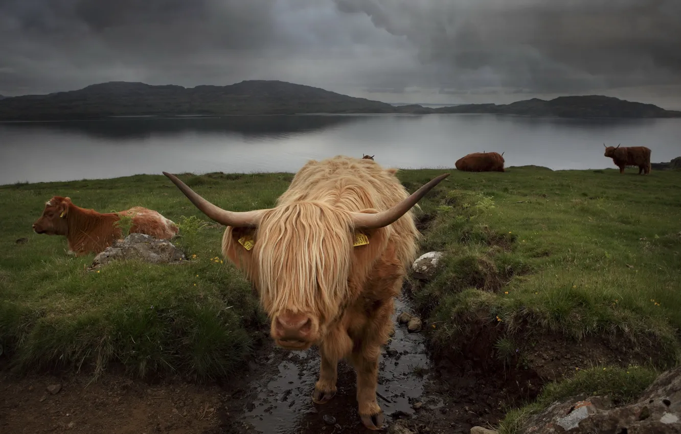 Photo wallpaper nature, background, cattle