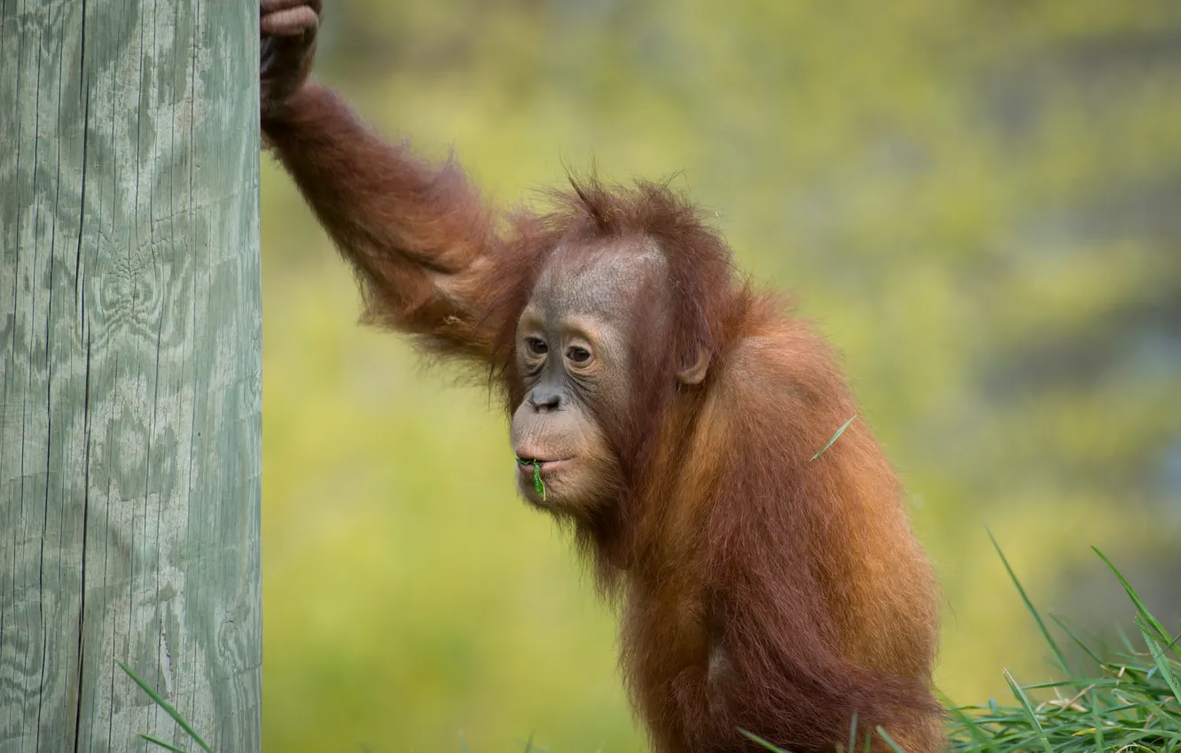 Photo wallpaper monkey, cub, orangutan, Sumatran orangutan