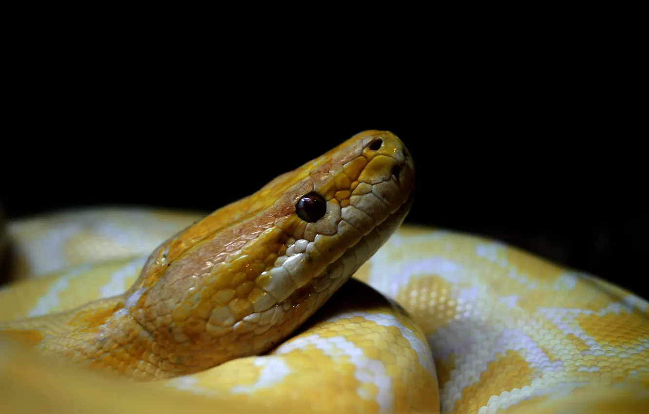 Photo wallpaper macro, yellow, snake, boa