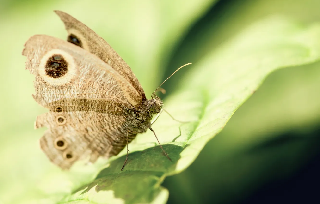 Photo wallpaper summer, macro, butterfly
