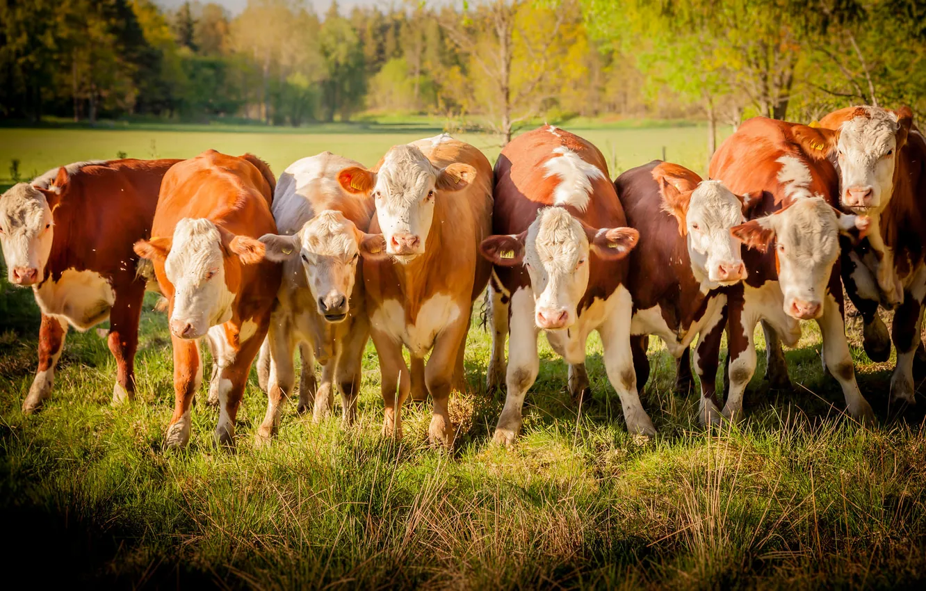 Photo wallpaper cows, the herd, pacdude