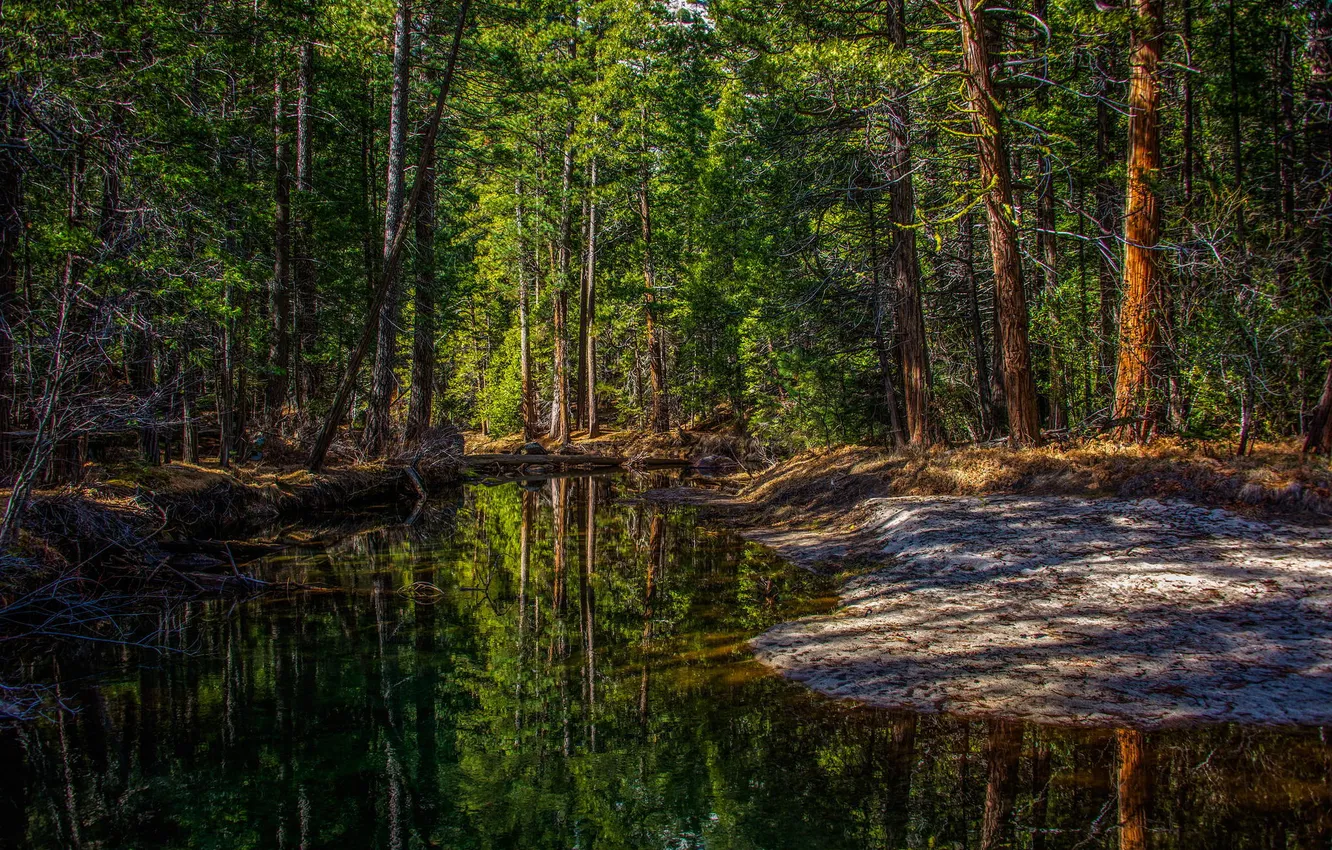 Photo wallpaper forest, trees, nature, river