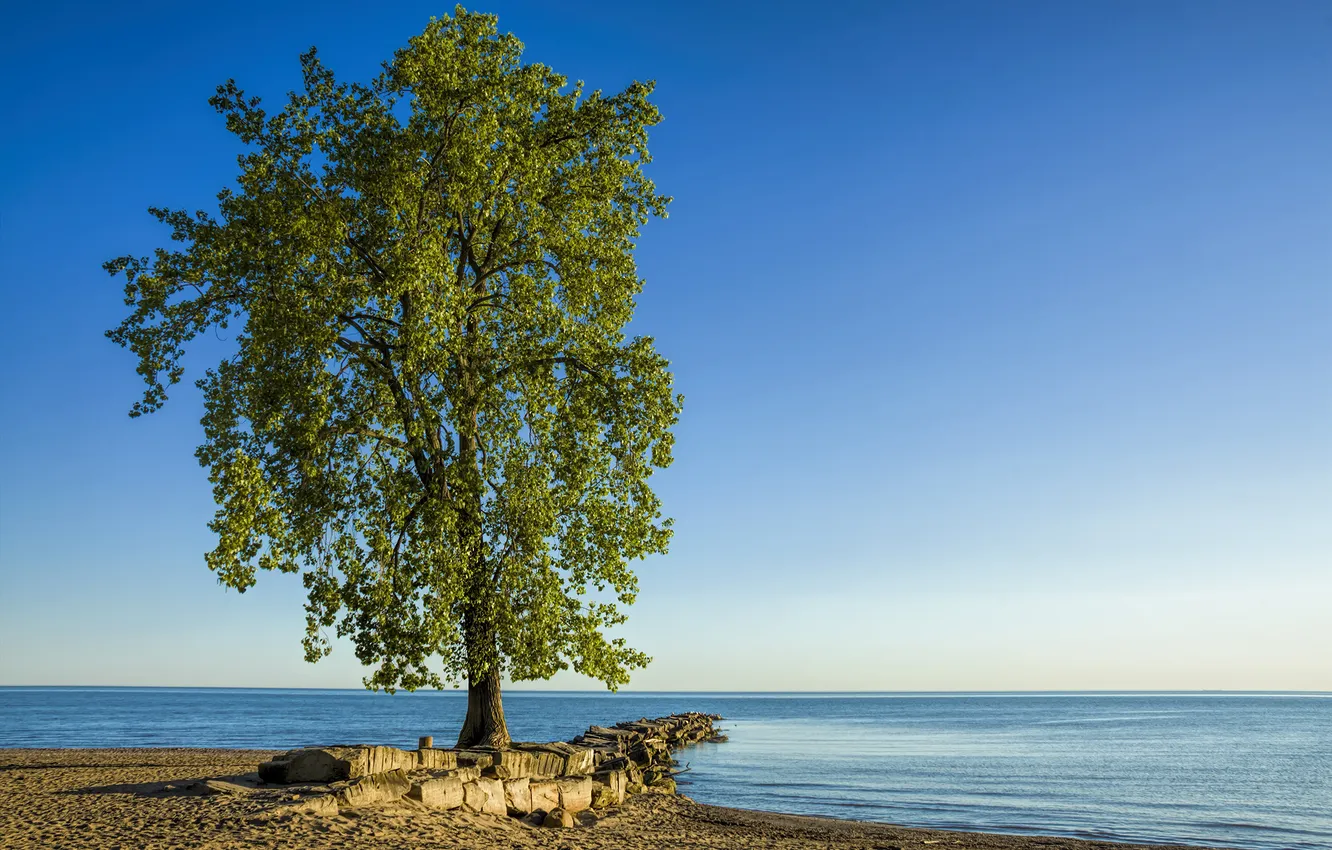 Photo wallpaper lake, stones, tree, shore, Erie, Lone Tree, Huntington Beach
