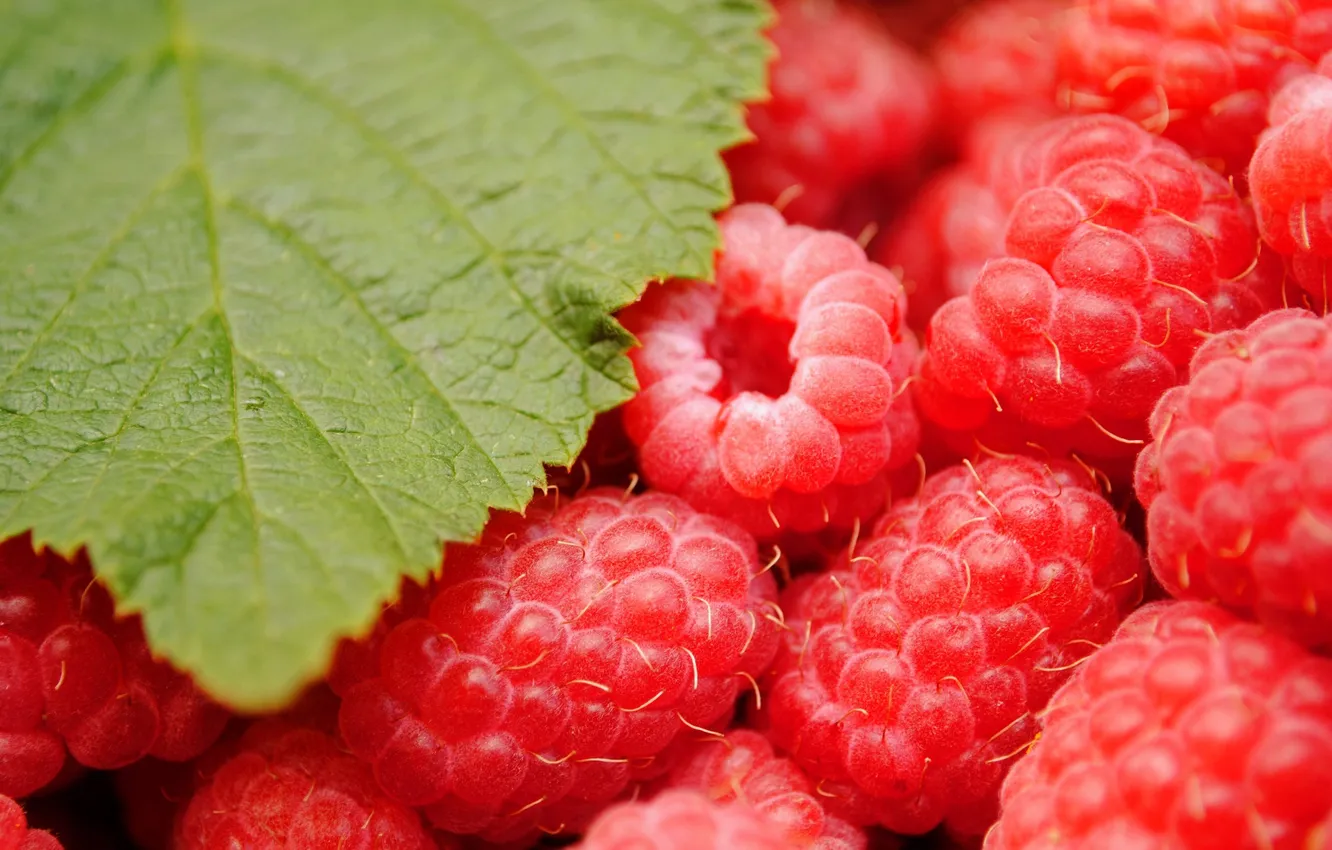 Photo wallpaper leaves, macro, berries, raspberry, yummy