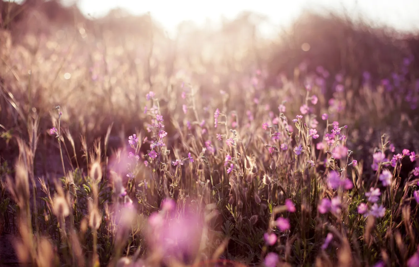Photo wallpaper field, light, flowers