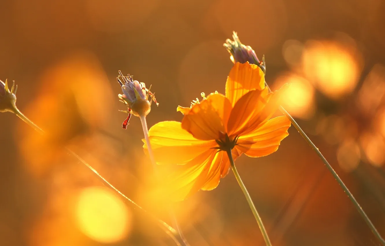 Photo wallpaper macro, petals, stem, stamens, pistil
