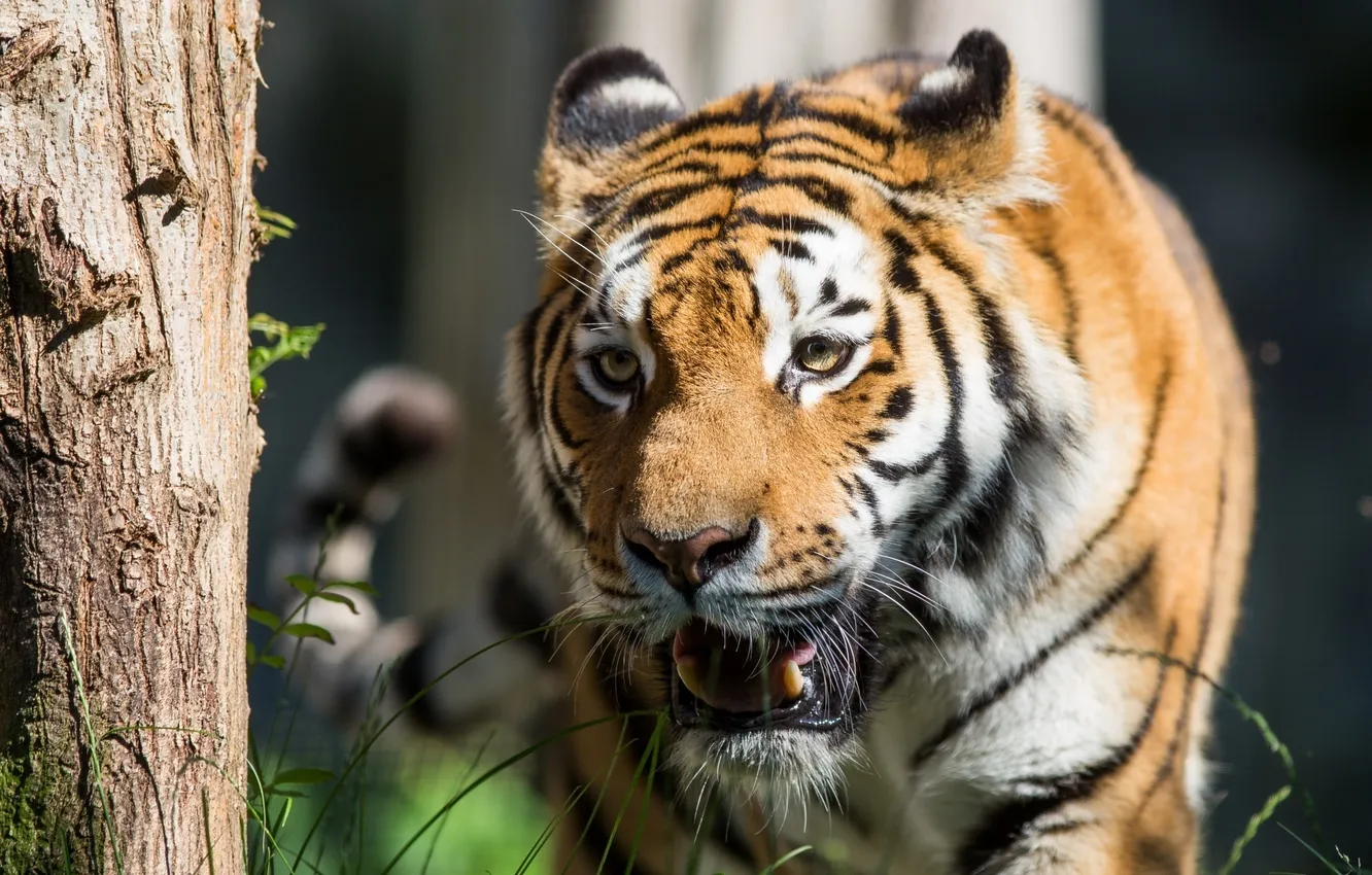 Photo wallpaper face, the sun, light, tiger, predator, fangs, wild cat