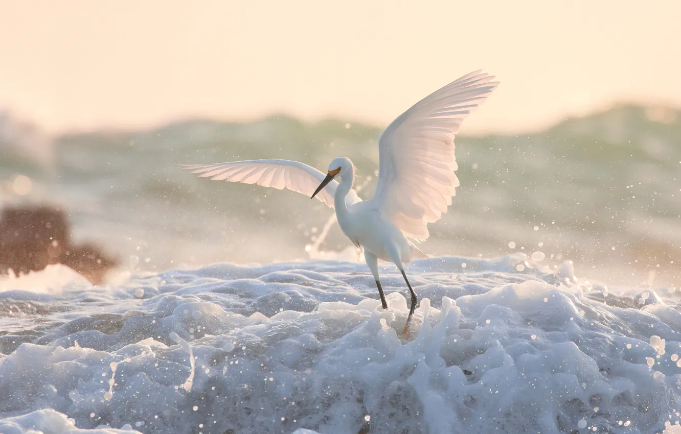 Photo wallpaper foam, water, bird, wings, White American egret