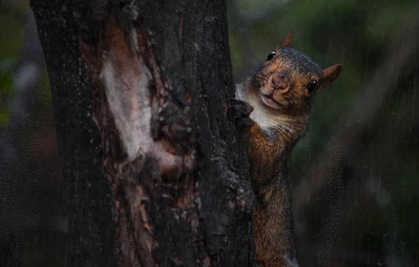 Photo wallpaper trees, the dark background, Peeps, protein, the shower, rain, bokeh, trunk