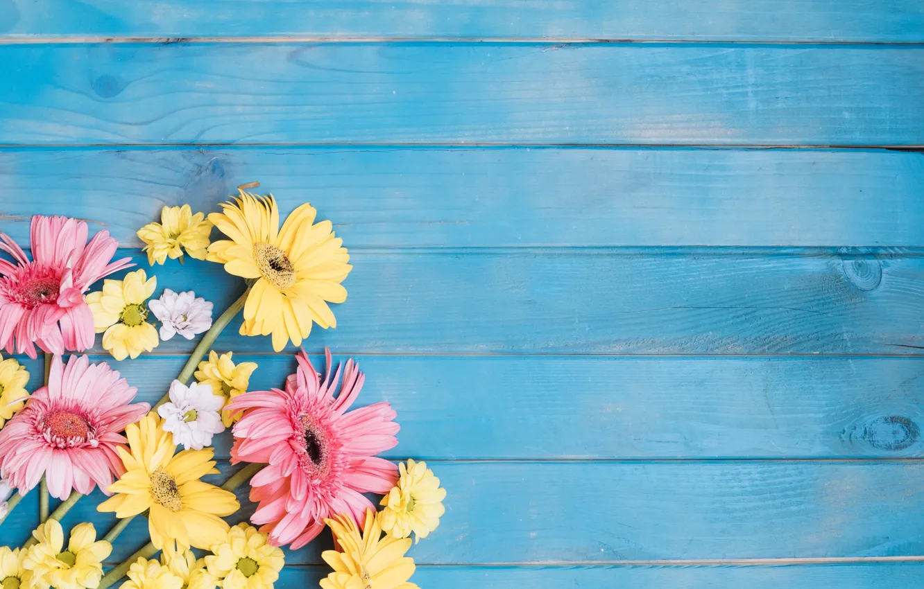 Photo wallpaper flowers, background, yellow, colorful, pink, gerbera, chrysanthemum, yellow