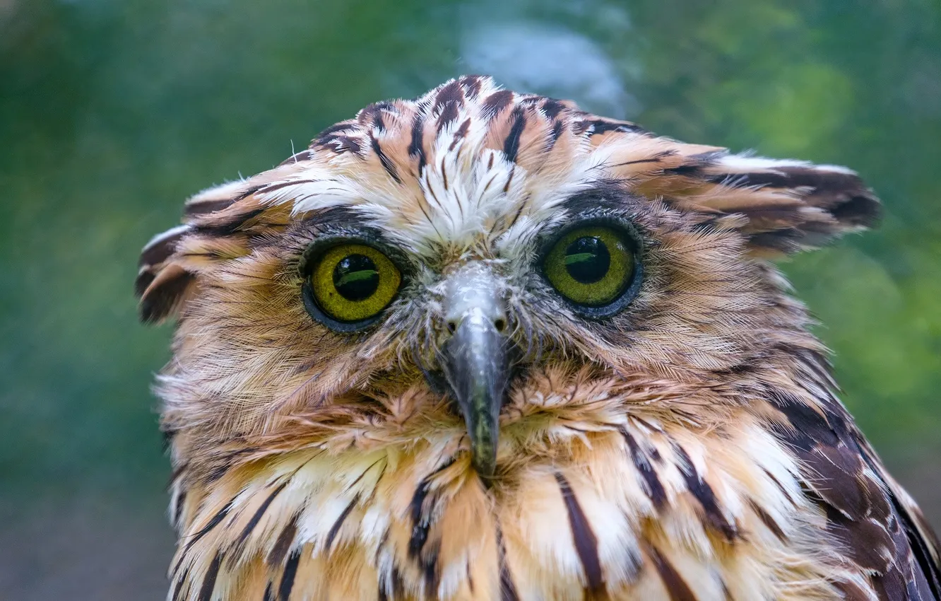 Photo wallpaper animals, bird, Indian-Eagle-Owl-