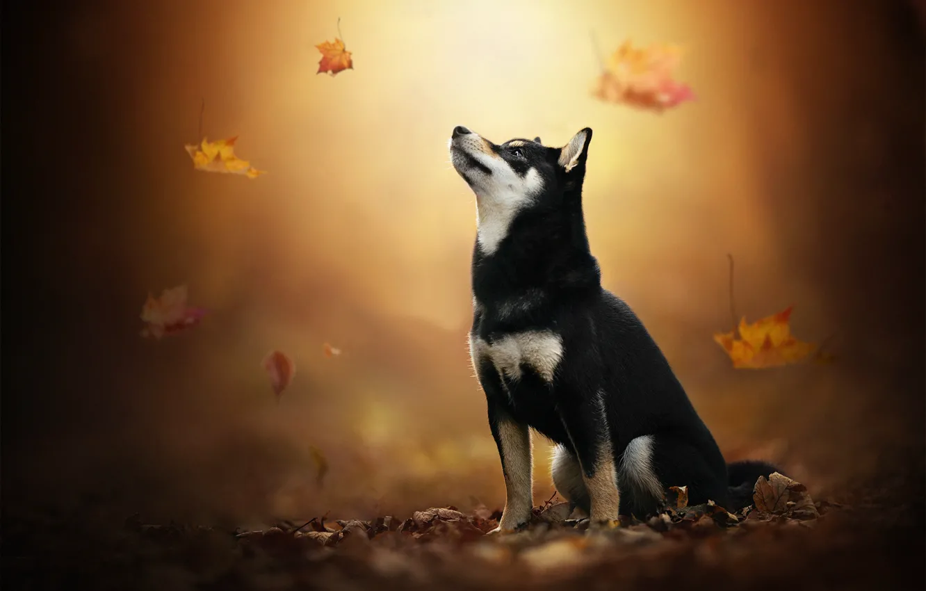 Photo wallpaper autumn, leaves, dog, Husky