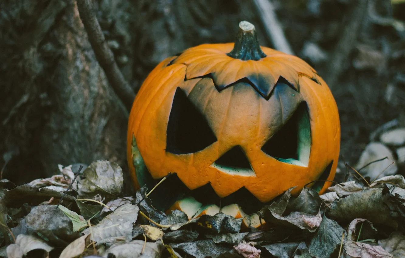 Photo wallpaper autumn, forest, trees, nature, smile, holiday, teeth, mouth