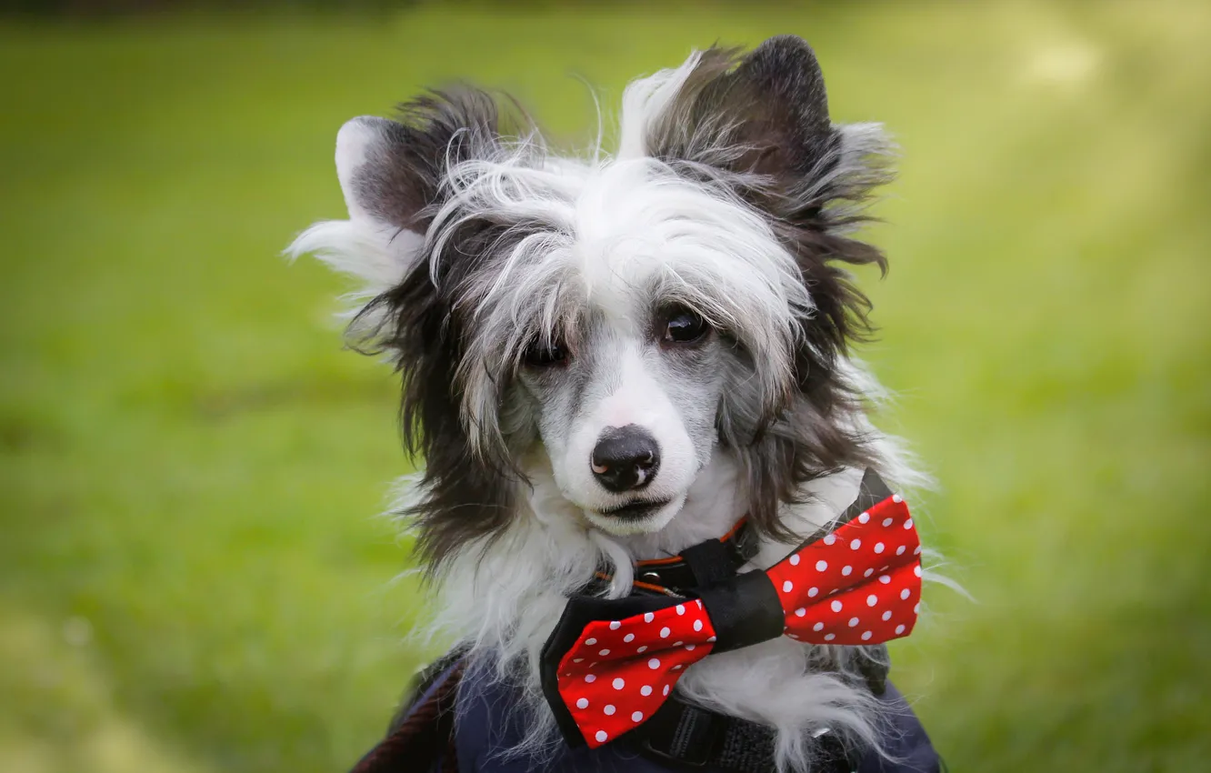 Photo wallpaper look, face, butterfly, portrait, dog, Chinese crested dog