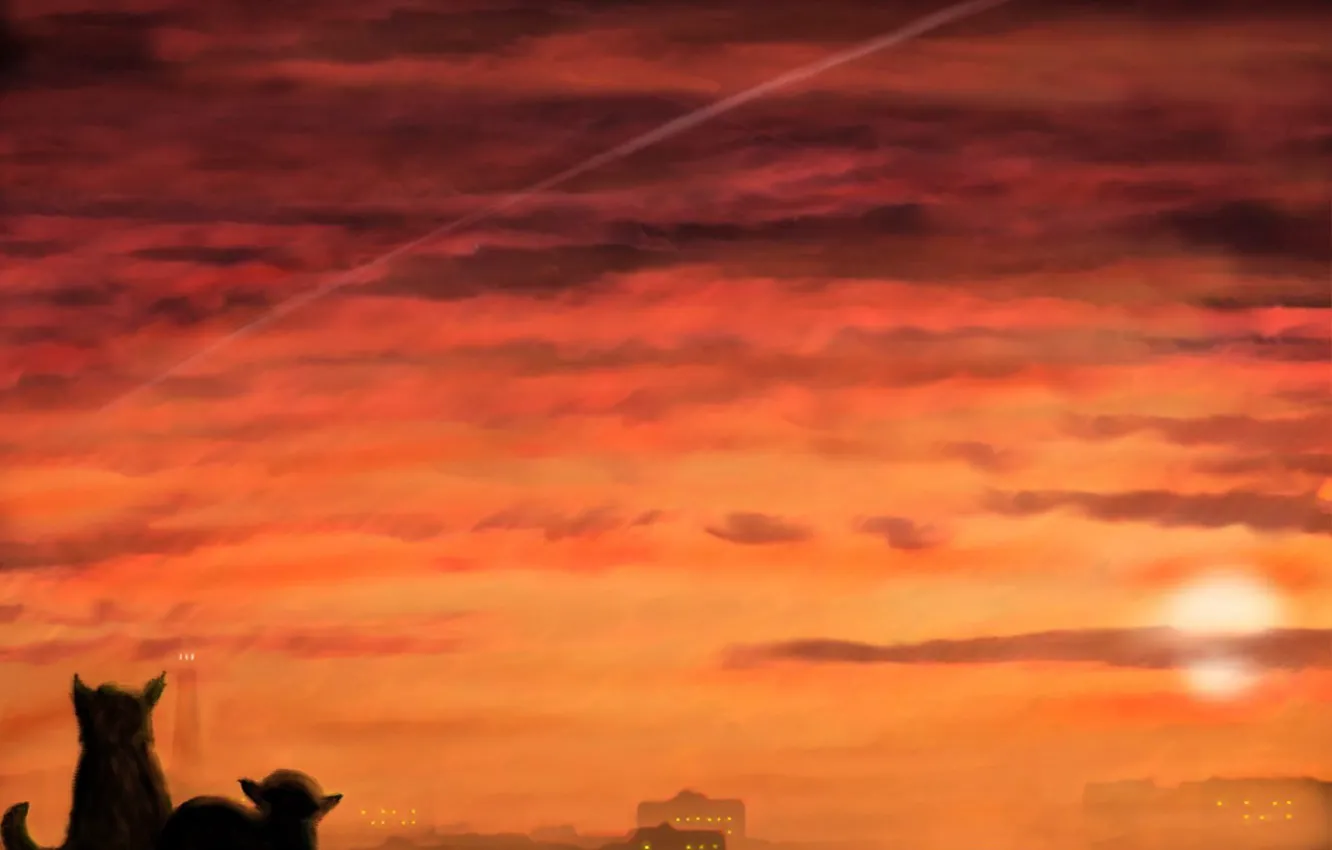 Photo wallpaper cat, clouds, sunset