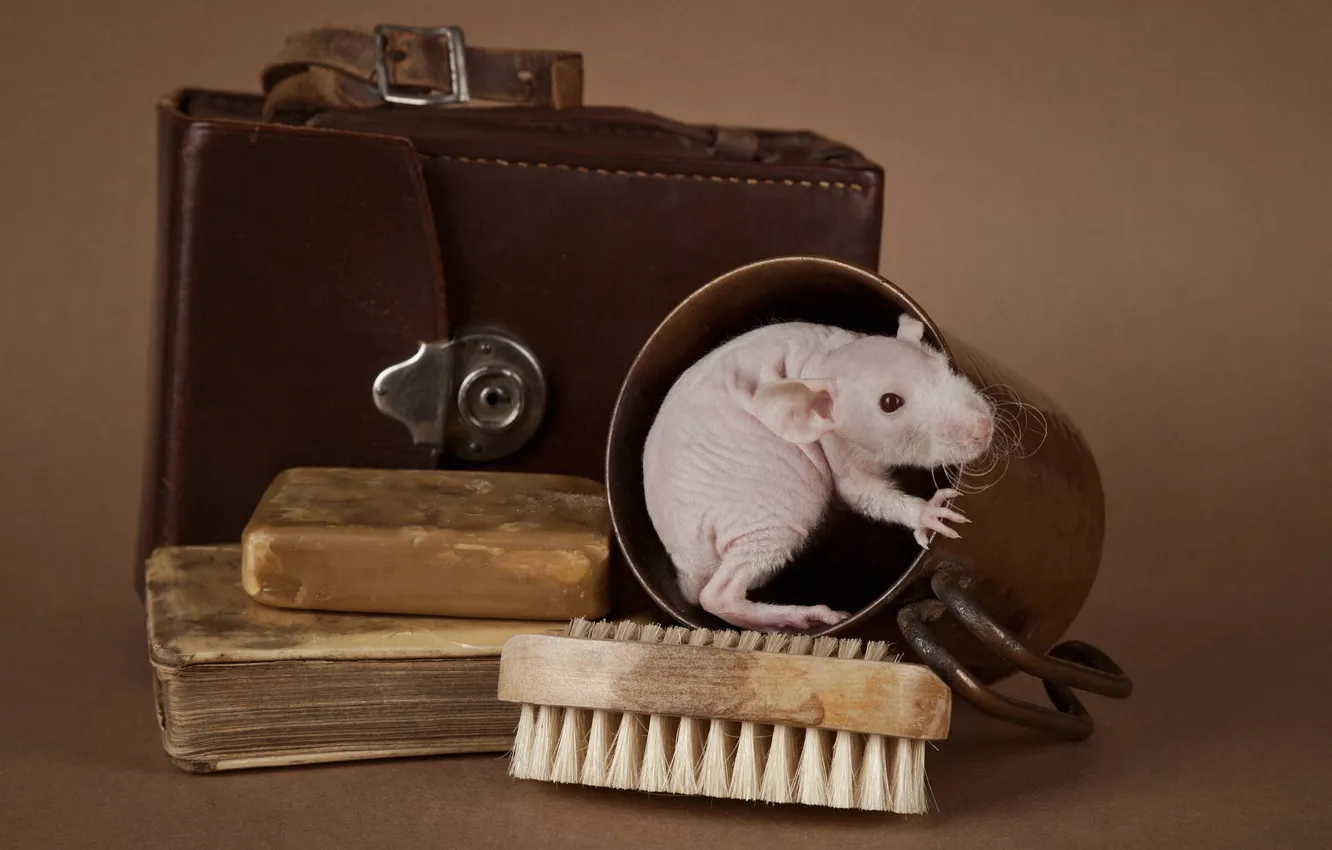 Photo wallpaper pose, mouse, mouse, muzzle, still life, rat