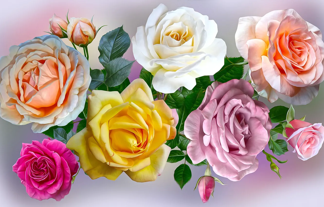Photo wallpaper Graphics, Flowers, Rose
