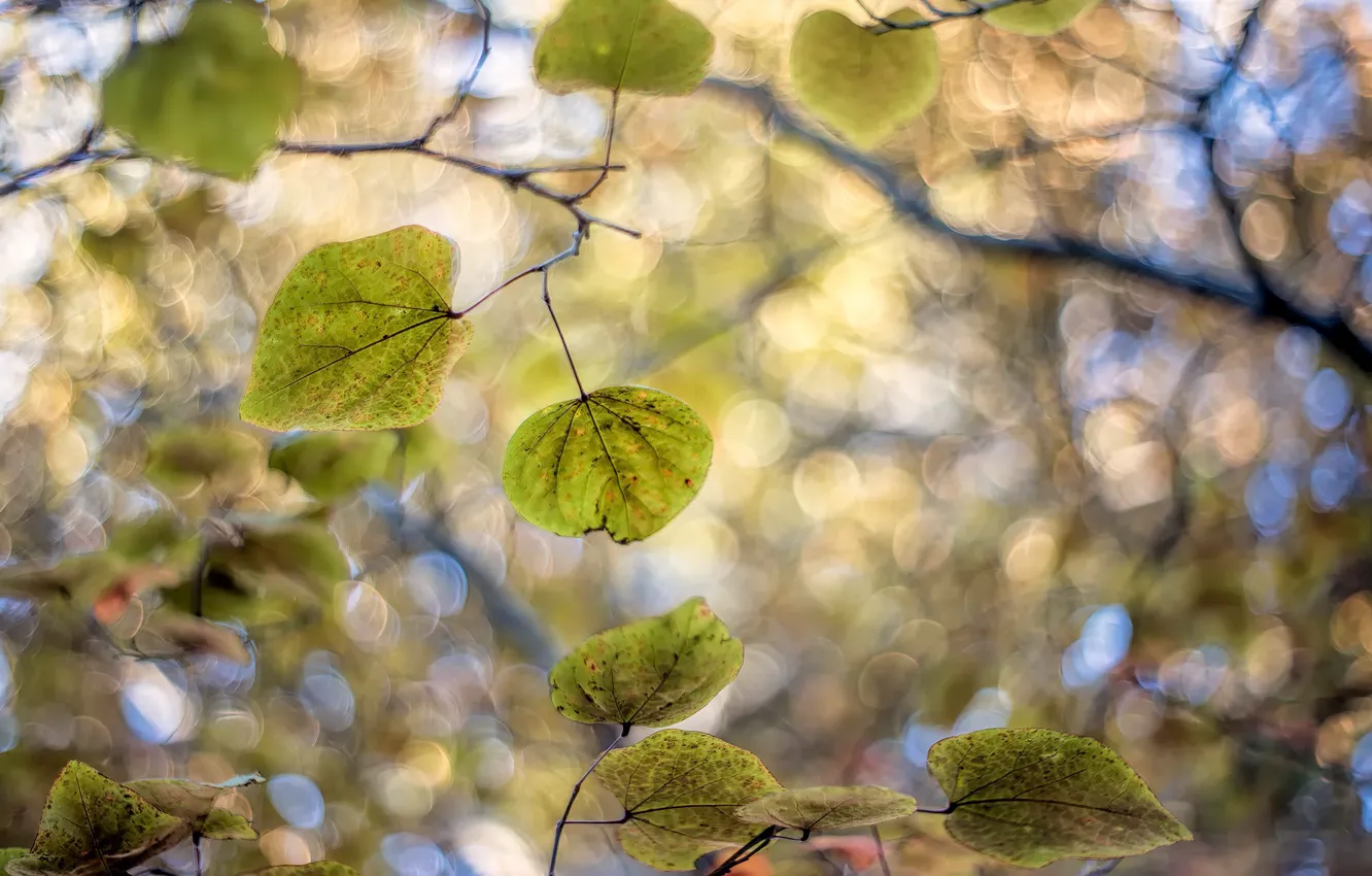 Photo wallpaper leaves, branches, nature