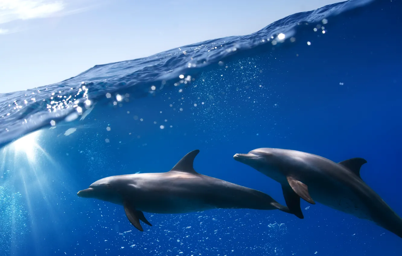 Photo wallpaper sea, the sky, the sun, dolphins, under water