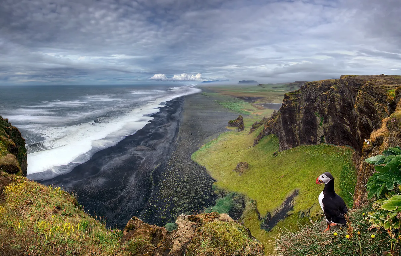 Photo wallpaper sea, beach, landscape, rocks, bird, stalled, Iceland, puffin