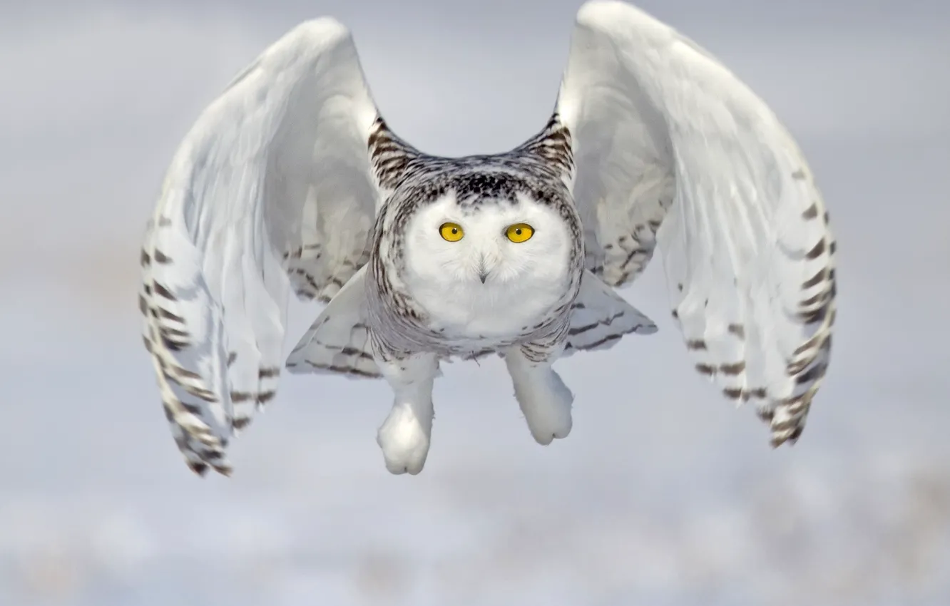 Photo wallpaper owl, bird, flight, snowy owl, white owl