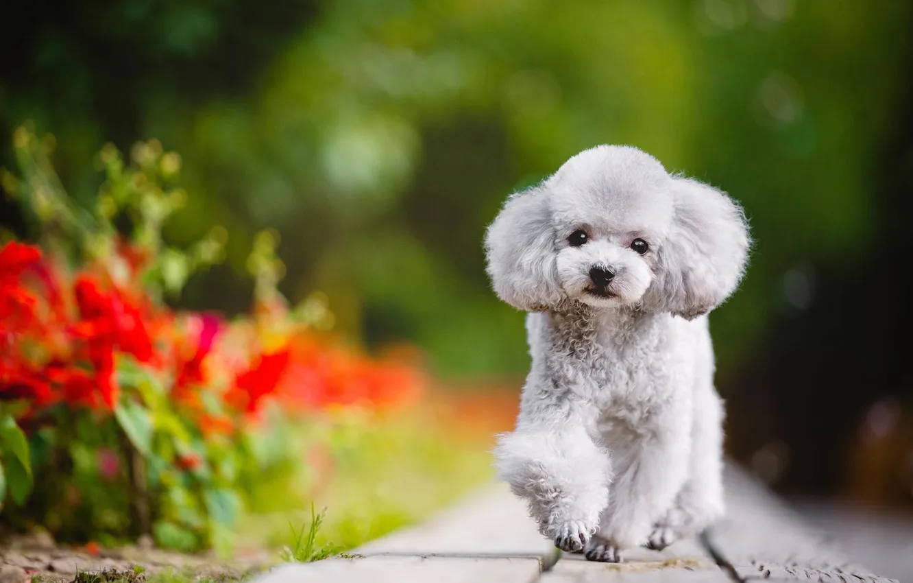 Photo wallpaper look, nature, pose, dog, face