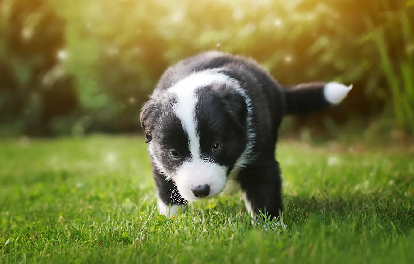 Photo wallpaper look, nature, glade, dog, baby, puppy, black and white, walk