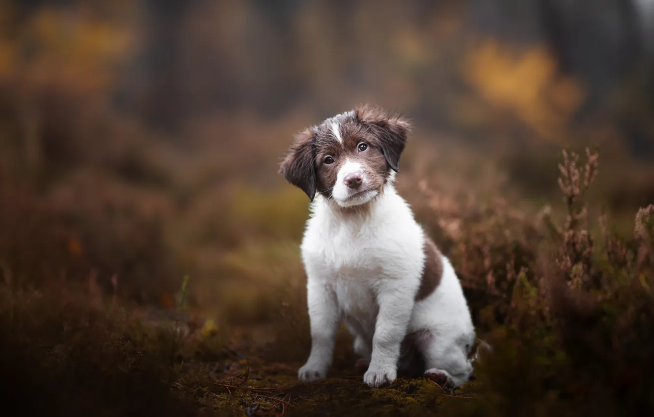 Photo wallpaper look, dog, puppy, bokeh