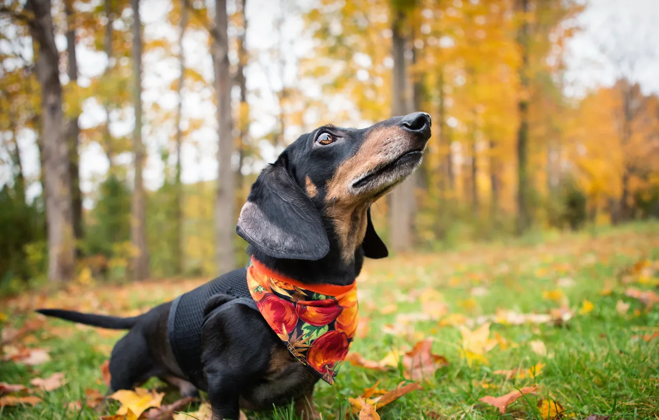Photo wallpaper autumn, dog, Dachshund