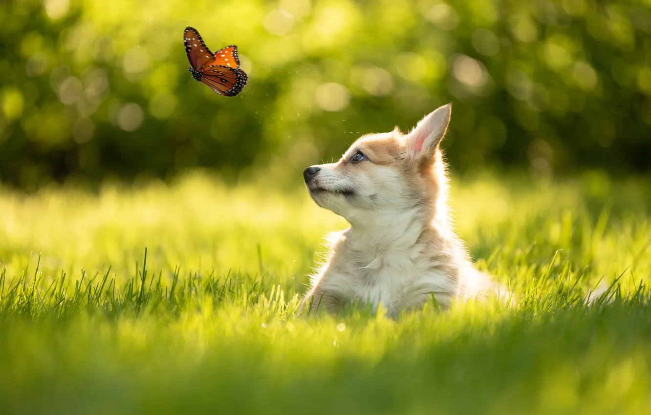 Photo wallpaper look, nature, pose, dog, puppy, face