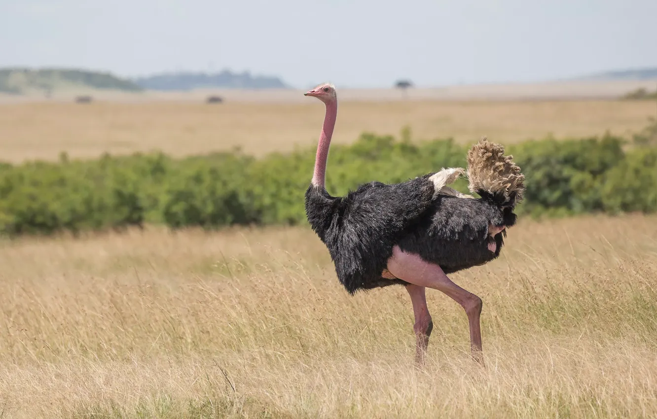 Photo wallpaper field, grass, bird, ostrich