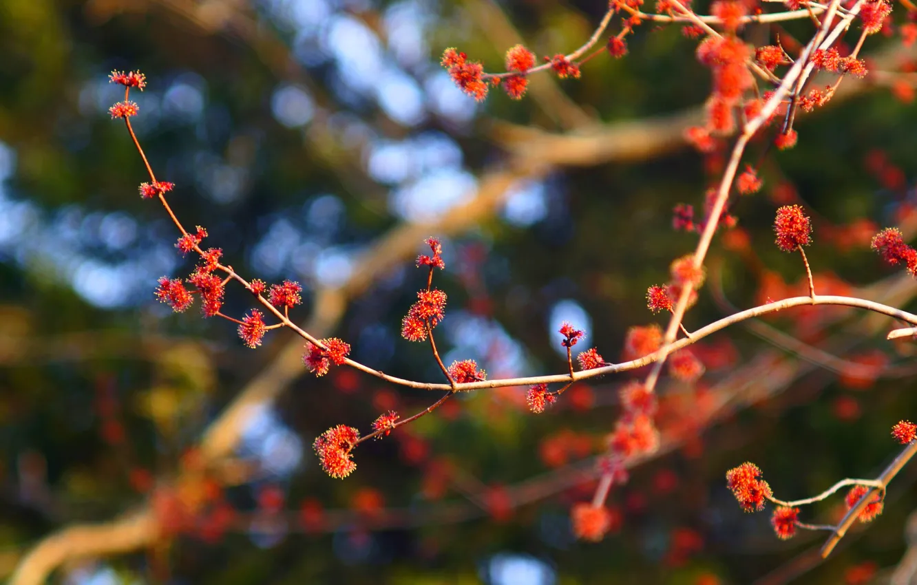 Photo wallpaper flowers, branches, nature, plant