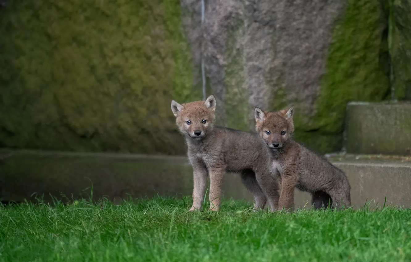 Photo wallpaper puppies, pair, wolves, the cubs, two, the coyotes