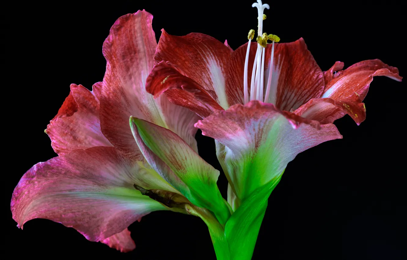 Photo wallpaper flowers, close-up, pink, black background, buds, Amaryllis