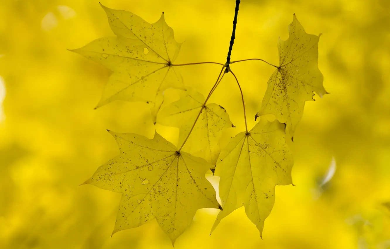 Photo wallpaper autumn, leaves, nature