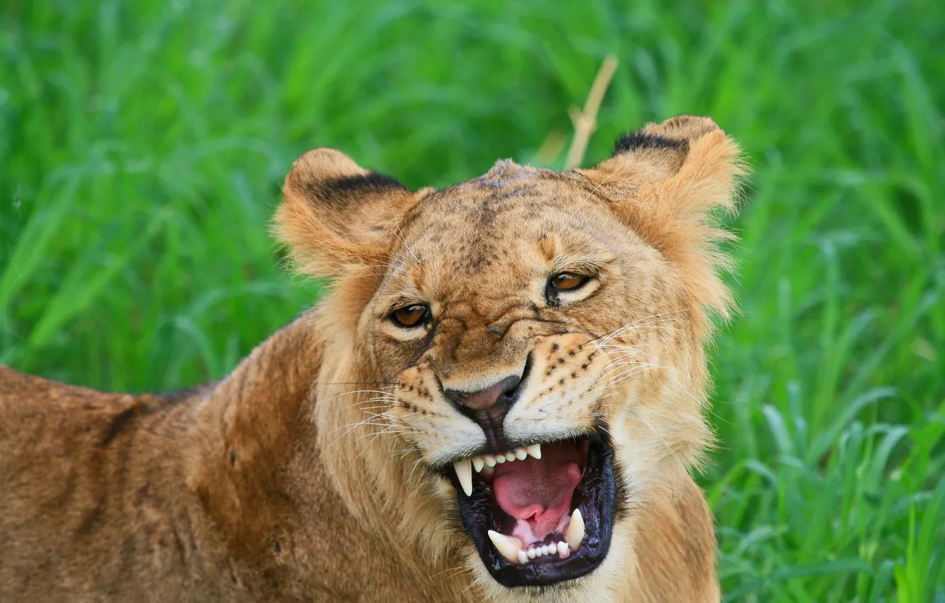 Photo wallpaper cat, face, mouth, fangs, growls, lion