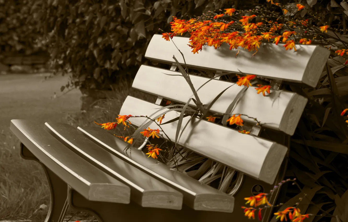 Photo wallpaper park, flowers, bench, sepia