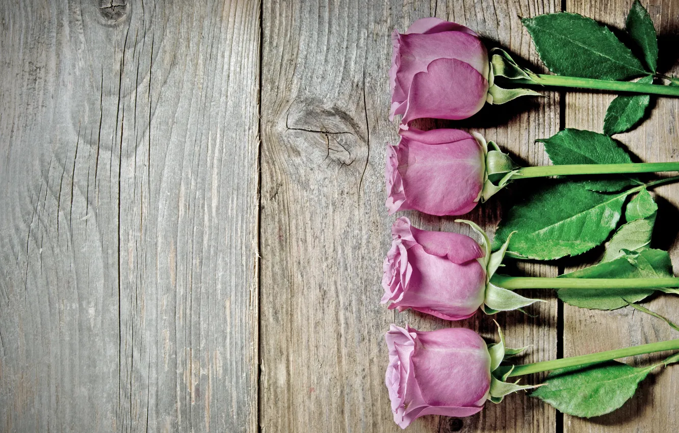 Photo wallpaper roses, pink, flowers, roses