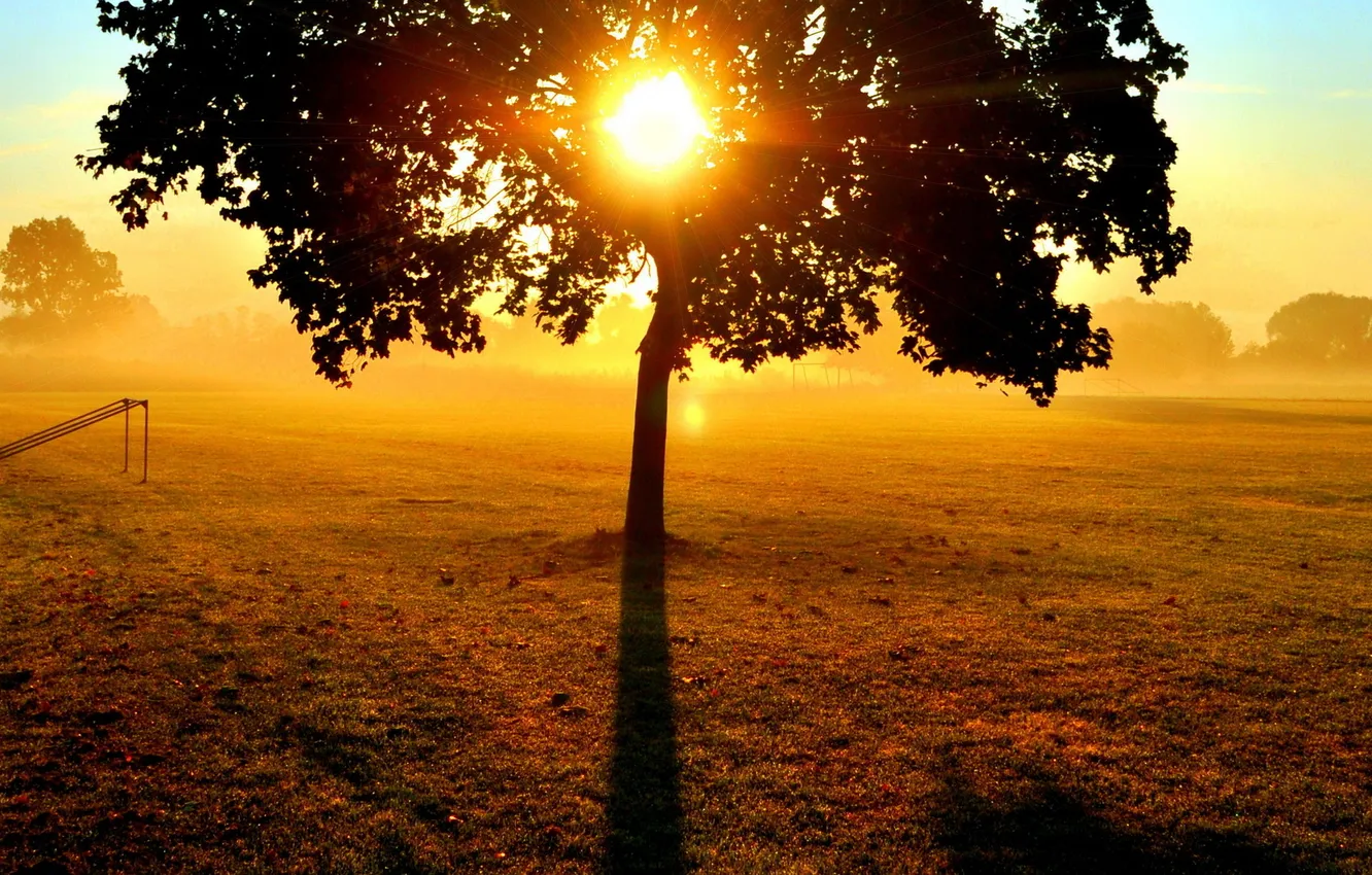 Photo wallpaper grass, the sun, rays, light, trees, sunset, glade, lawn