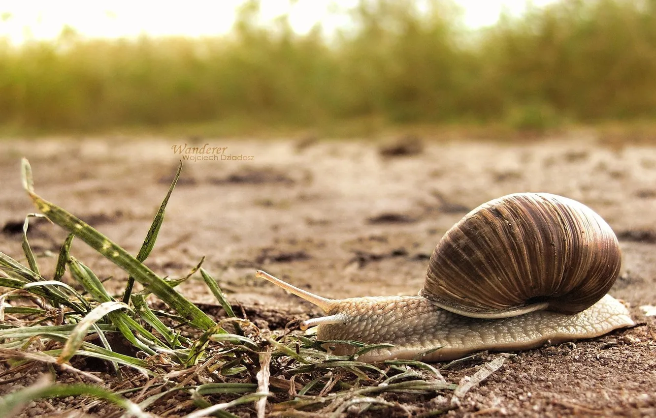 Photo wallpaper grass, earth, snail, crawling