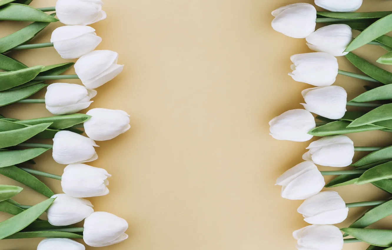 Photo wallpaper flowers, background, bouquet, tulips