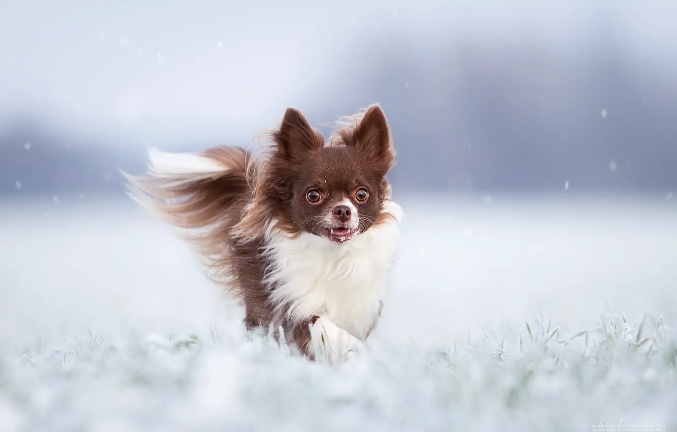 Photo wallpaper winter, dog, Chihuahua