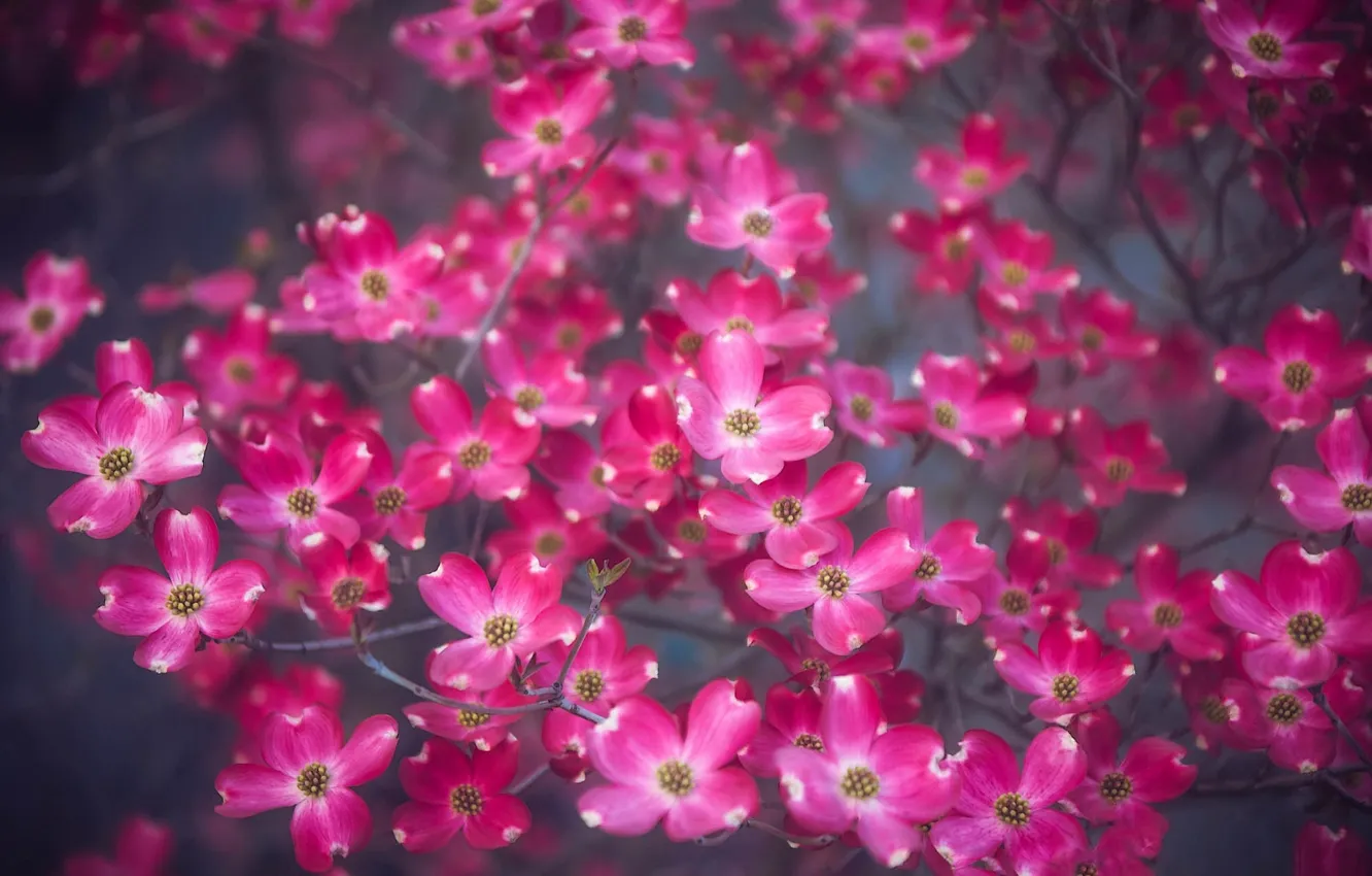 Photo wallpaper flowers, branch, a lot