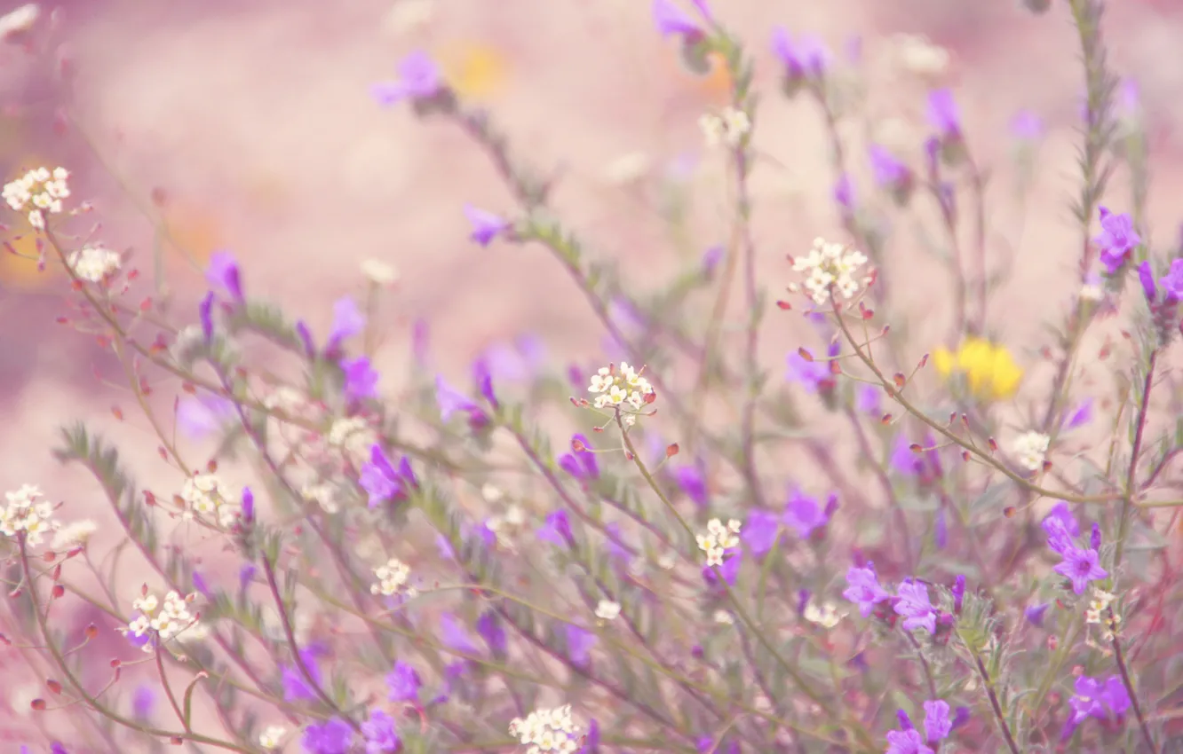 Photo wallpaper flowers, stem, buds, bokeh