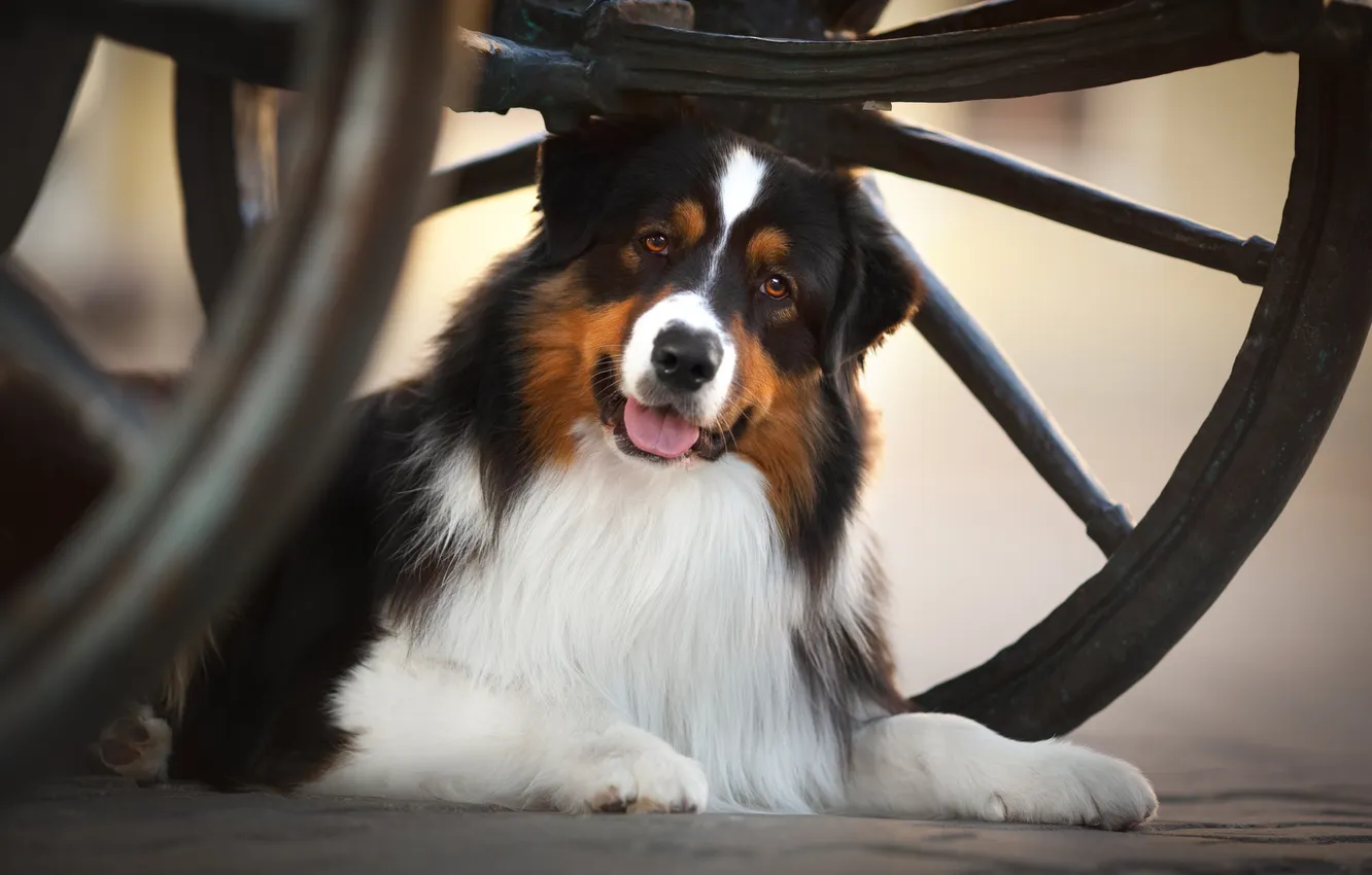 Photo wallpaper look, dog, wheel, Australian shepherd, Aussie, Evgenia Kostuseva