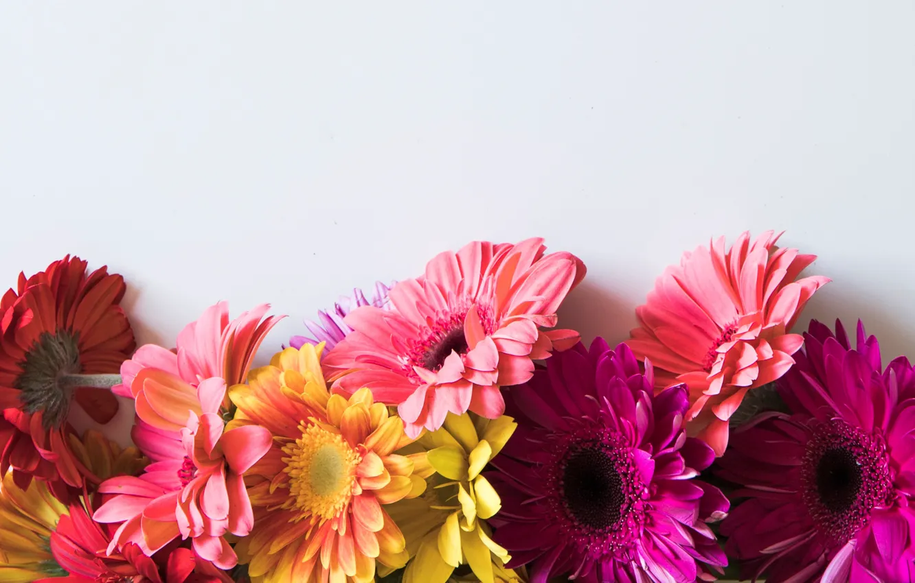 Photo wallpaper flowers, colorful, gerbera, pink, flowers, spring, gerbera